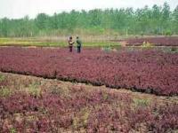 花卉之乡苗圃直供，红叶小檗量大优惠，绿化工程首选供应商