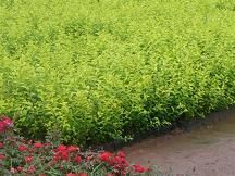 青州振华花卉基地 专业金叶女贞供应与草花批发首选