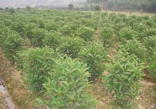 无刺狗骨 绿化苗木中的璀璨明珠与农副产品新宠