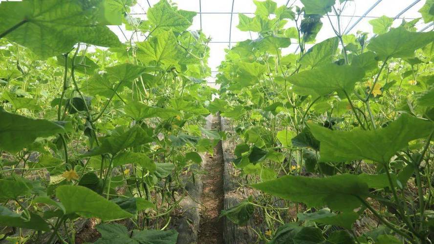 绿意涌动的希望——苗木花卉基地掠影