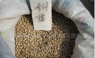 苗木花卉草坪草籽价格与厂家全解析——世界工厂网产品信息库使用指南