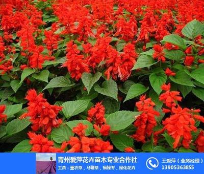 陕西草花苗木花卉选购指南 草花报价、爱萍花卉苗木与产业优势