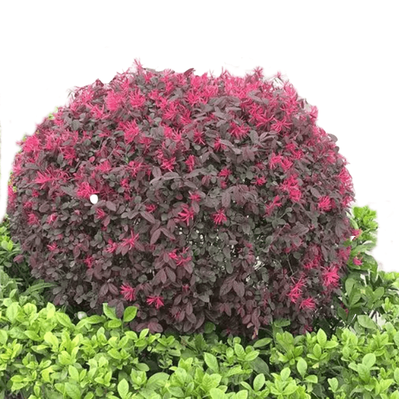 红花继木球别墅庭院绿化苗木四季常青花卉灌木盆景红花檵木绿篱苗