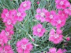 钰鑫花卉苗木**划算的山东宿根花卉出售:北方宿根花卉