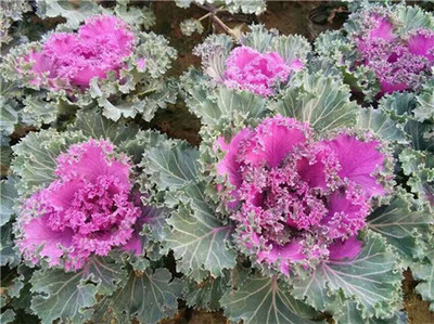 想买新品宿根草花,就到金丽花卉苗木 |宿根草花