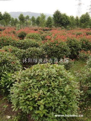 红叶石楠球江苏宿迁榉树,红叶李,紫薇,蜀桧,龙柏,金叶女贞,红叶小檗-沭阳绿波花卉苗木场商铺供应列表-第1页